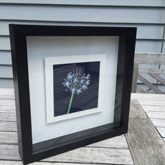 Limited Edition Print Signed Reduction Linocut Agapanthus - Night framed