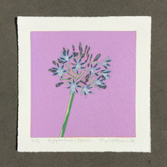 Limited Edition Print Signed Reduction Linocut Agapanthus - Dawn