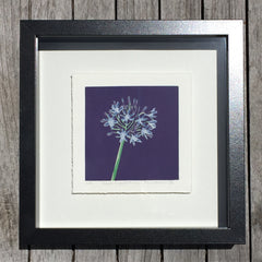Limited Edition Print Signed Reduction Linocut Agapanthus - Royal Framed